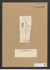 Berkeleya rutilans var. plumosa (Kuetz.) Grun. (de-Toni-Nr.: Genus 21, Species 1218) Zeichnungen Sammlung Grunow Nr. 2354 (NHMW-BOT-W0369487)